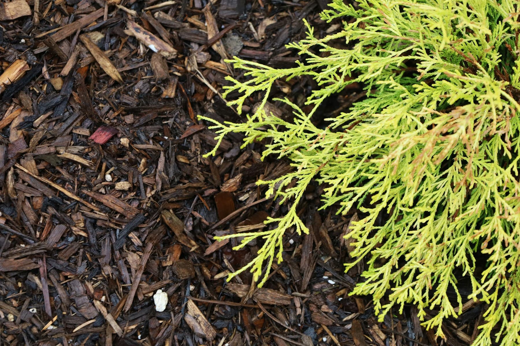 Fresh wood mulch around foundation plantings